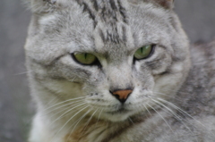 ねこ