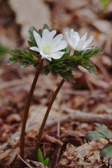 キクザキイチゲ　2