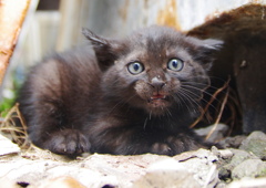 仔猫1