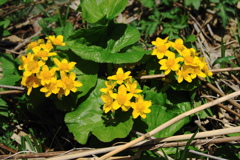 エゾノリュウキンカ