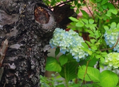 紫陽花