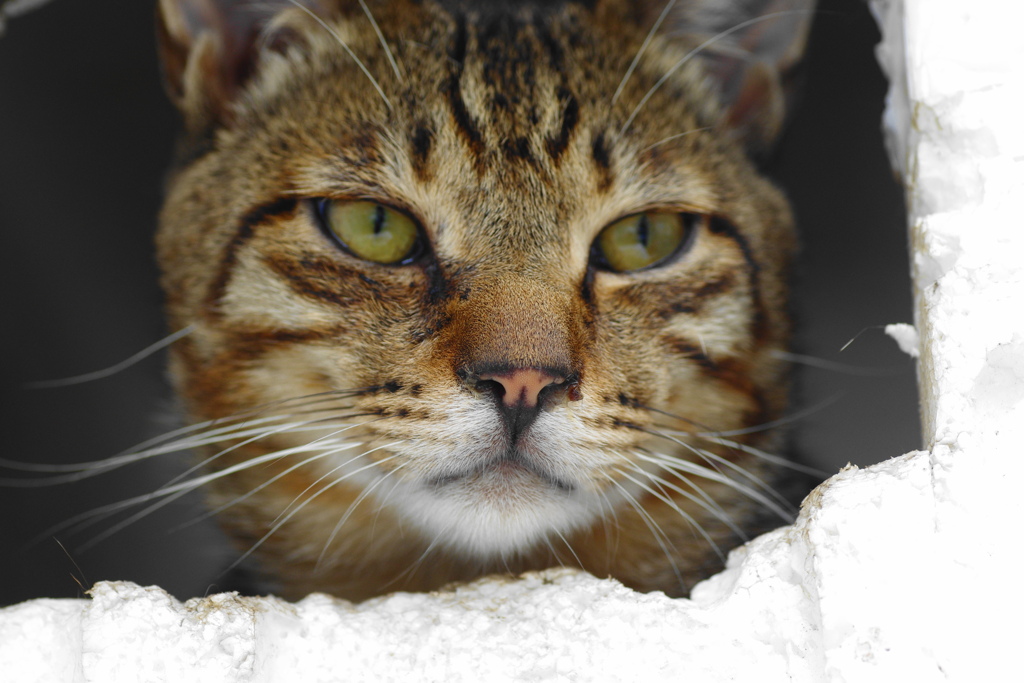 おにいちゃん猫