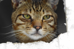 おにいちゃん猫