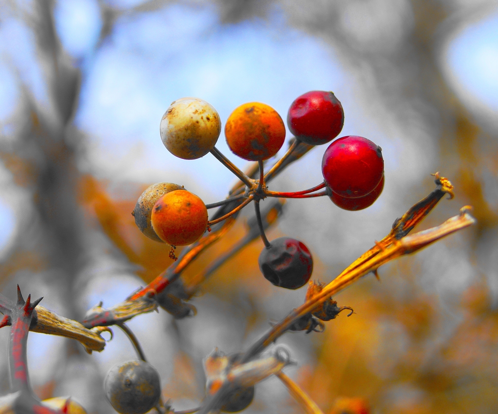 サルトリイバラの実