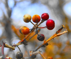 サルトリイバラの実