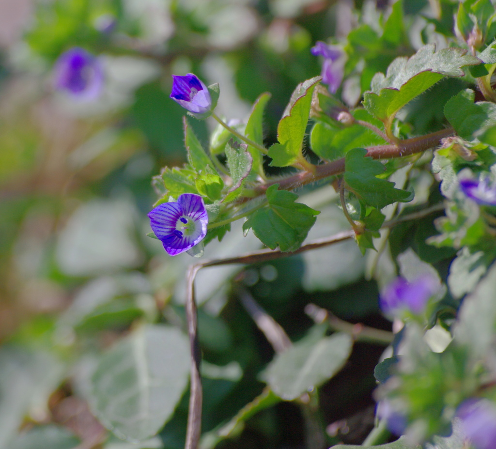 オオイヌフグリ