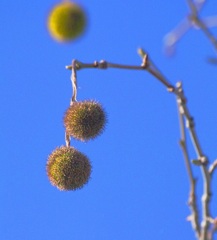 プラタナスの実　2
