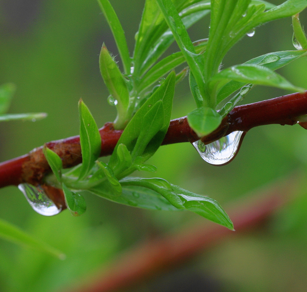 雨上がり