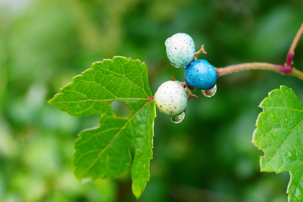 野ぶどう1