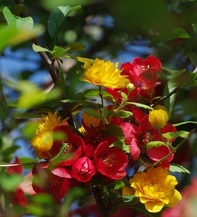 ボケとヤマブキ　4