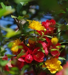 ボケとヤマブキ　4