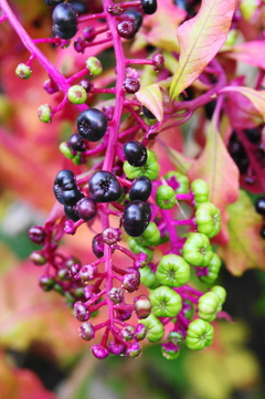 ヨウシュヤマゴボウ