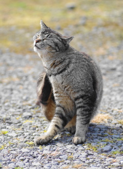 朝の猫