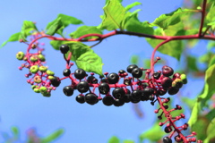 ヨウシュヤマゴボウ