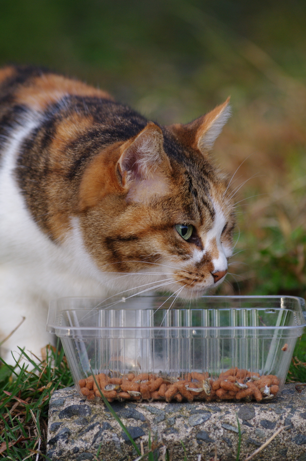 はるちゃんの朝ご飯
