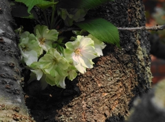 御衣黄桜
