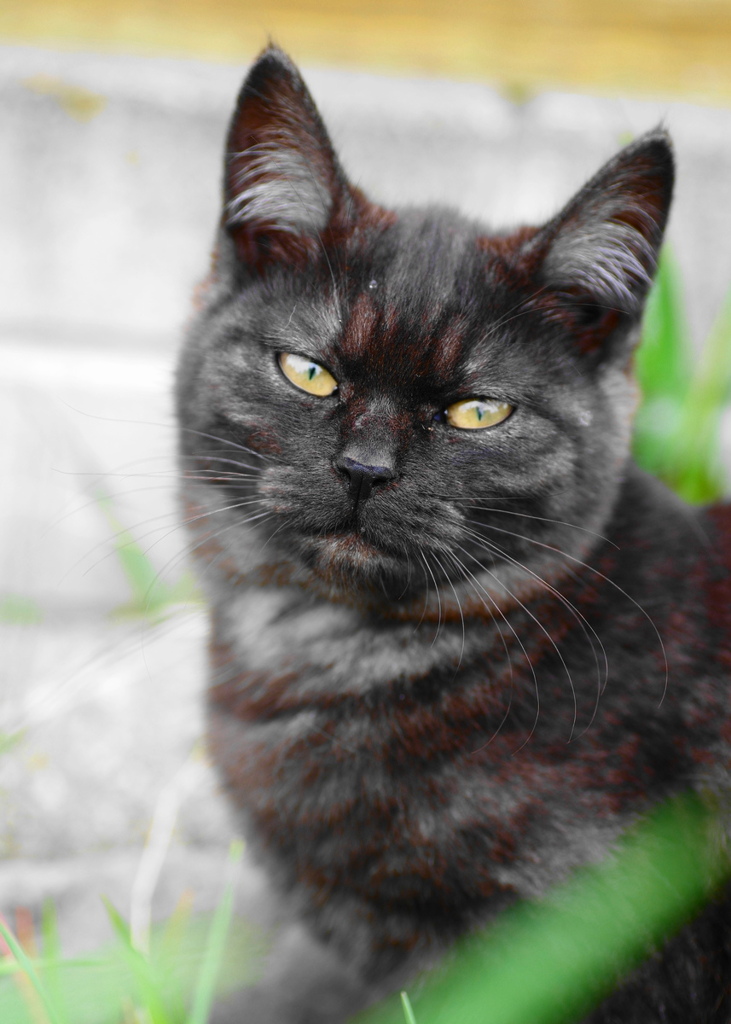 黒い仔猫
