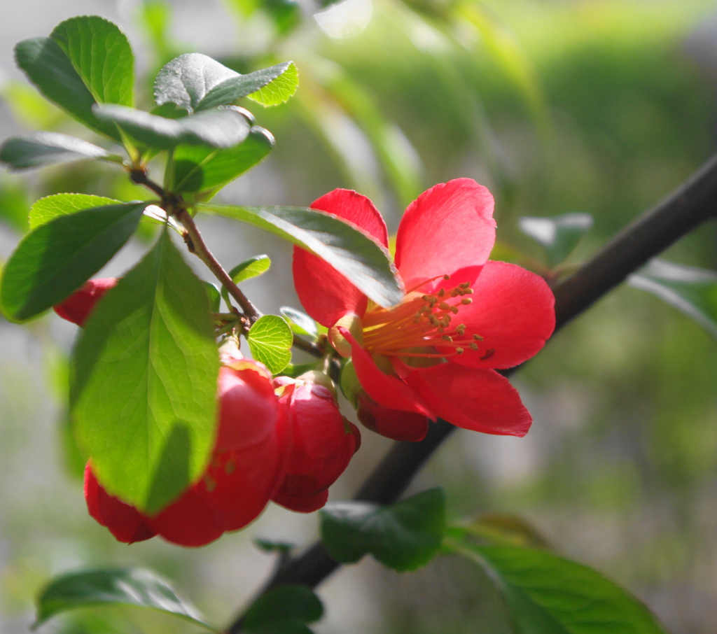 午後のクサボケ