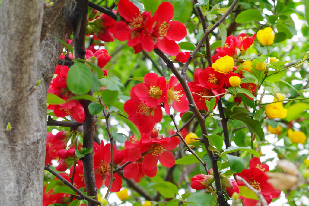 ボケとﾔﾏﾌﾞｷ　3