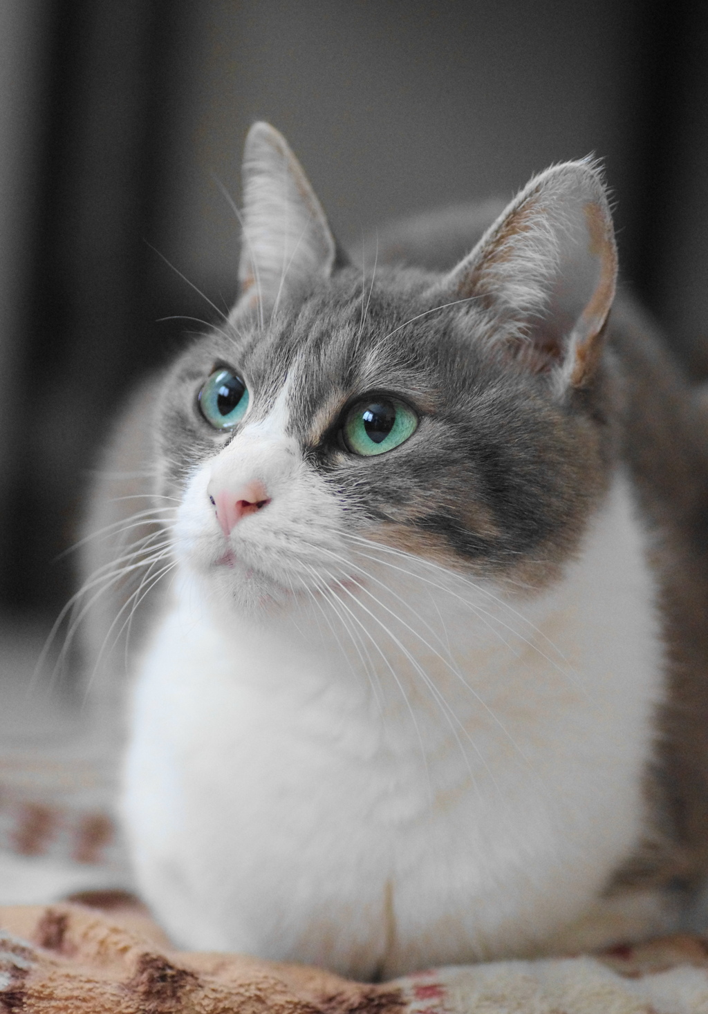 家猫