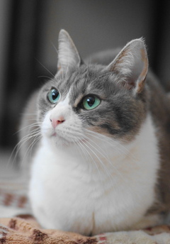 家猫