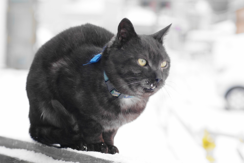 猫