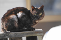 ぐれちゃん ぐれちゃん