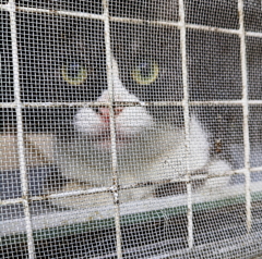 クーちゃん