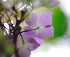 紫陽花