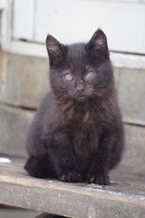 黒猫仔猫