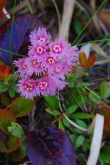 ｲﾜｶｶﾞﾐ　1