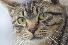 ねこ