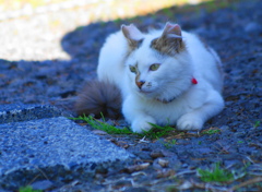 ねこ2