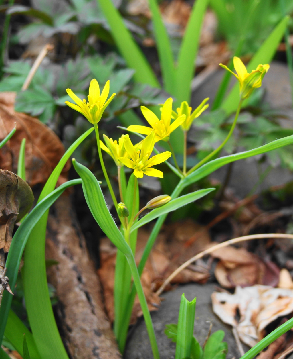 キバナノアマナ