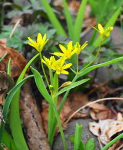 キバナノアマナ