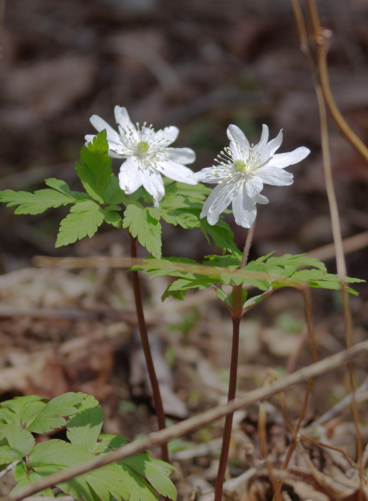 キクザキイチゲ
