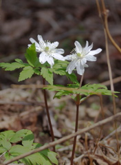 キクザキイチゲ