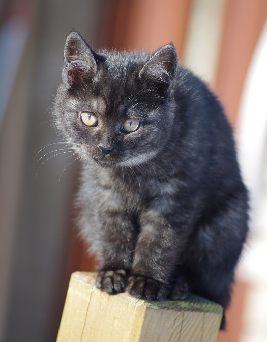 仔猫