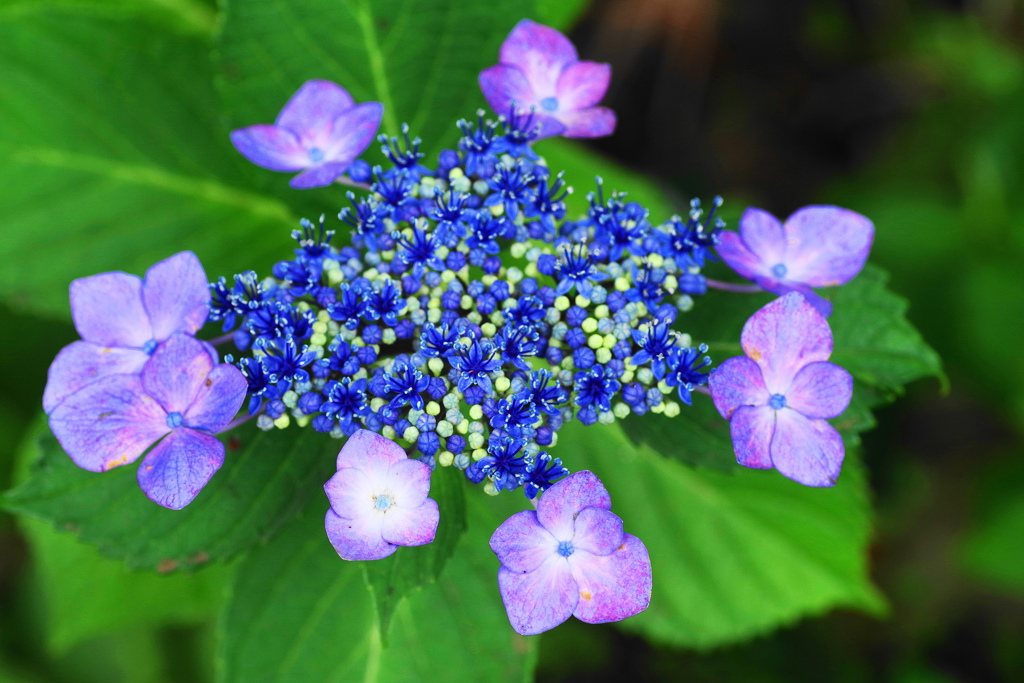 紫陽花
