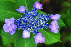 紫陽花
