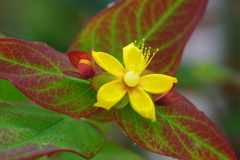 セイヨウオトギリ