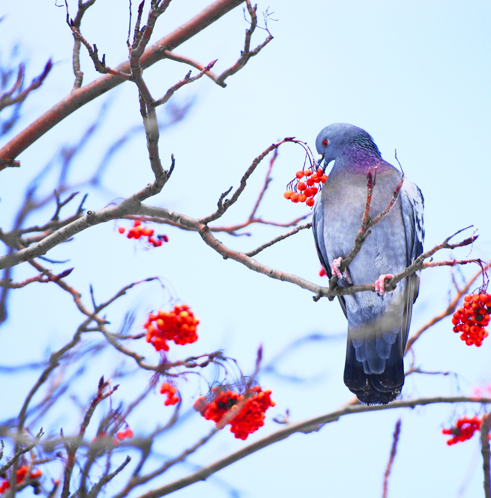 鳩とナナカマド