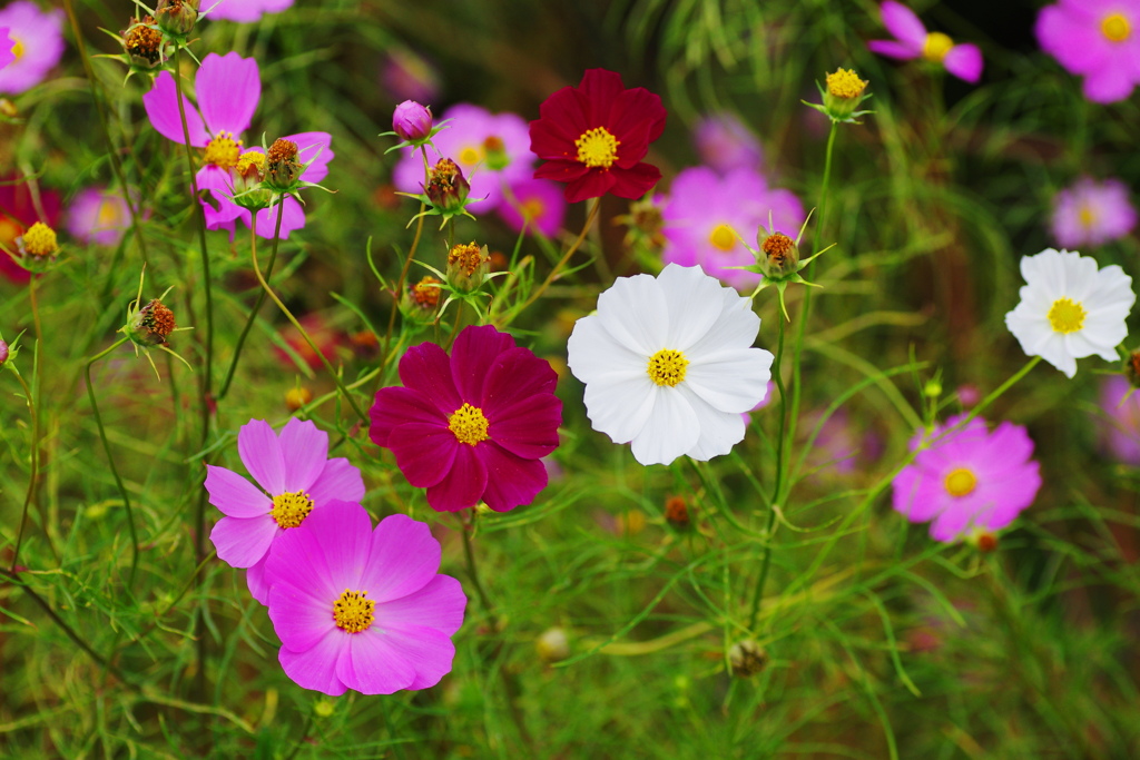 コスモス