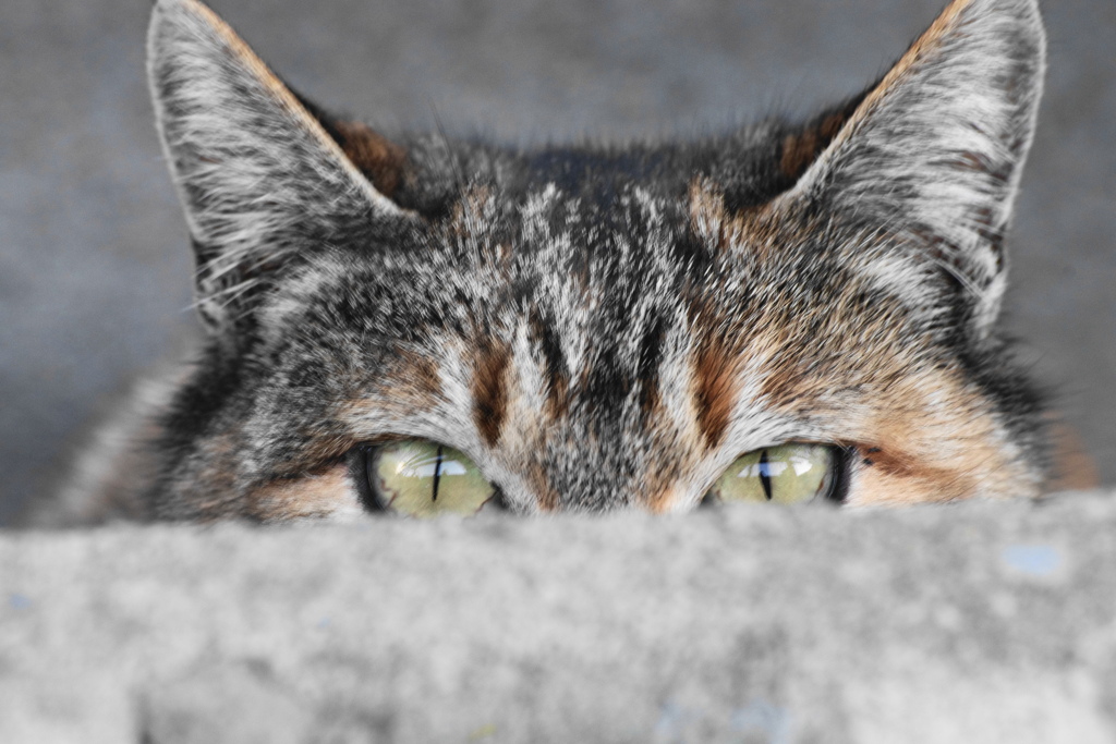 猫の眼