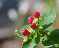コボウズオトギリ