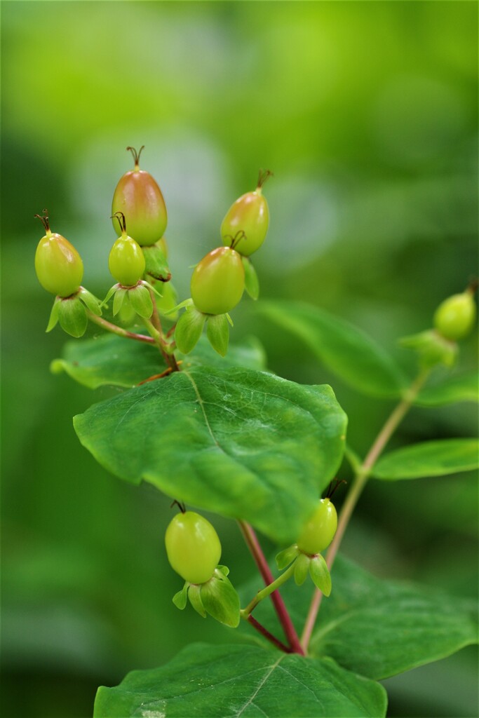 コボウズオトギリ