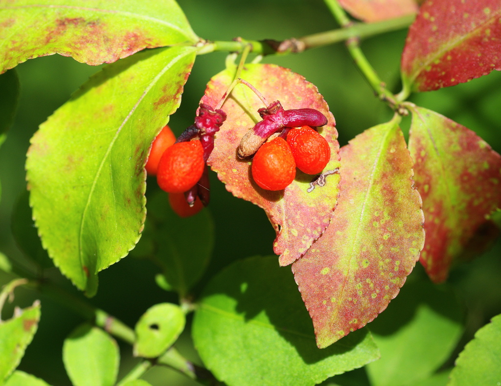 セイヨウマユミ