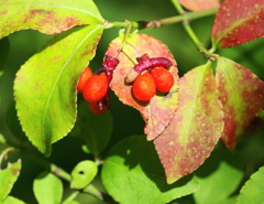 セイヨウマユミ