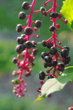 ヨウシュヤマゴボウ