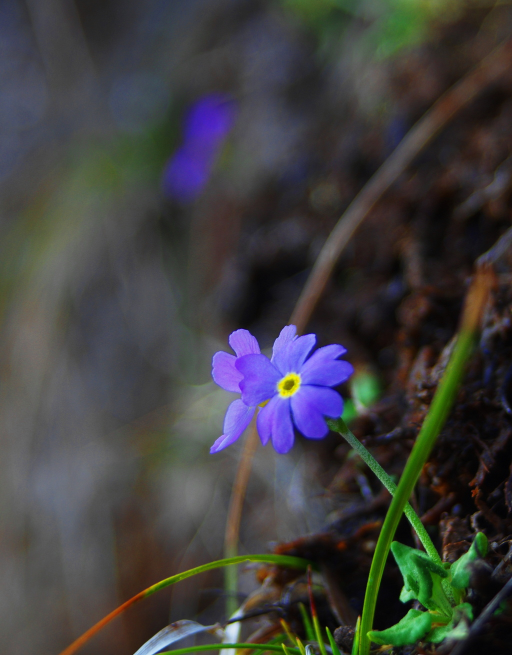 雪割小桜